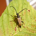 Rothalsbock (Stictoleptura rubra) - Männchen