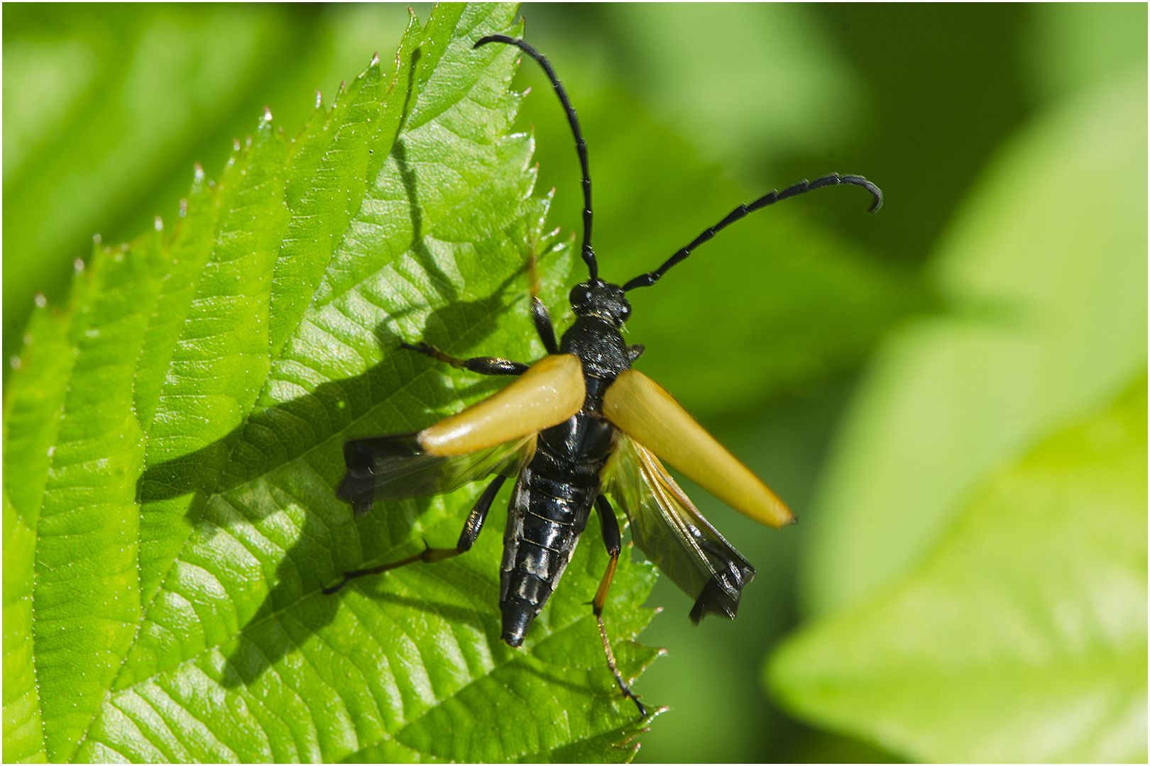 Rothalsbock - Stictoleptura rubra - Männchen