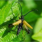 Rothalsbock - Stictoleptura rubra - Männchen