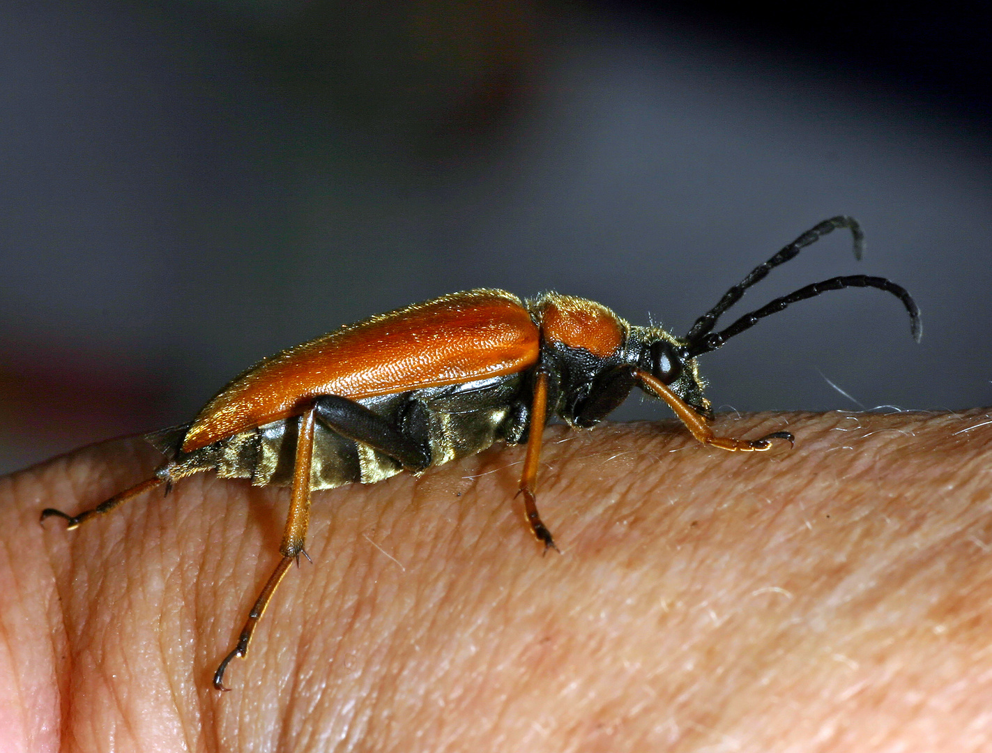 Rothalsbock (Stictoleptura rubra, Syn.: Leptura rubra, Corymbia rubra, Aredolpona rubra)