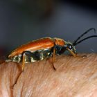 Rothalsbock (Stictoleptura rubra, Syn.: Leptura rubra, Corymbia rubra, Aredolpona rubra)