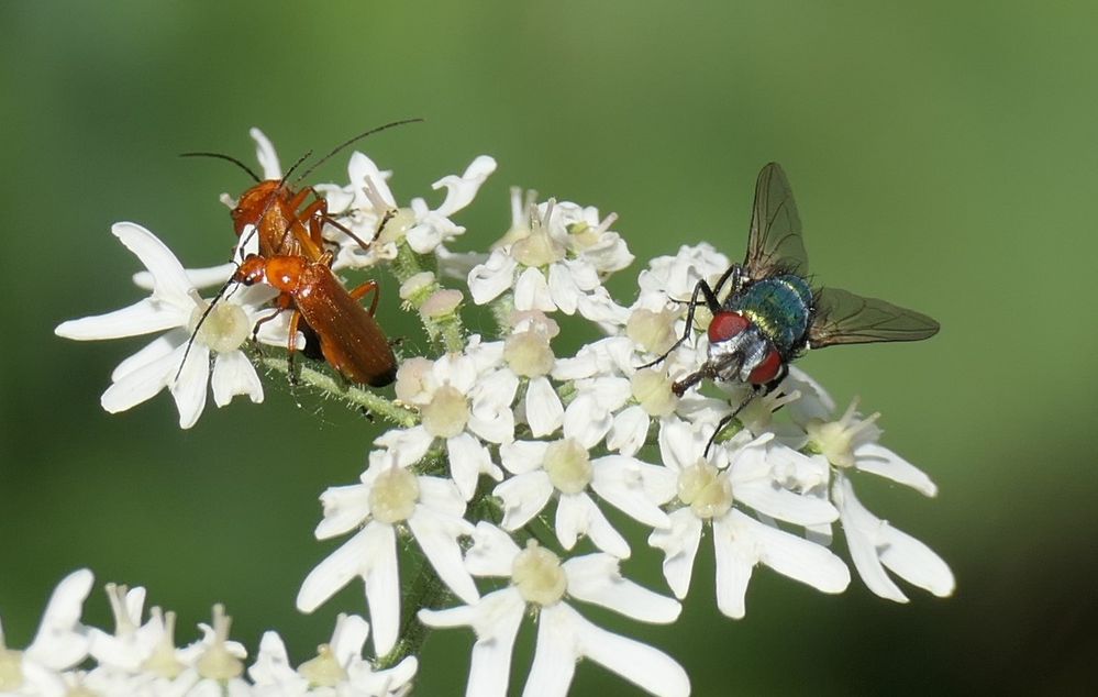 Rothalsbock und grüne Fliege Foto & Bild spezial, natur, pflanze