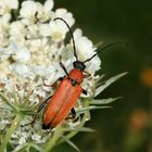 Rothalsbock, weiblich, Stictoleptura rubra