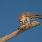 Rothalsfalke am Chobe Fluss in Botswana beim Frühstück