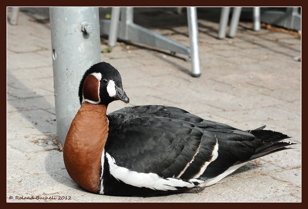 Rothalsgans (Branta ruficollis)