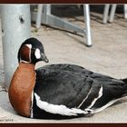 Rothalsgans (Branta ruficollis)