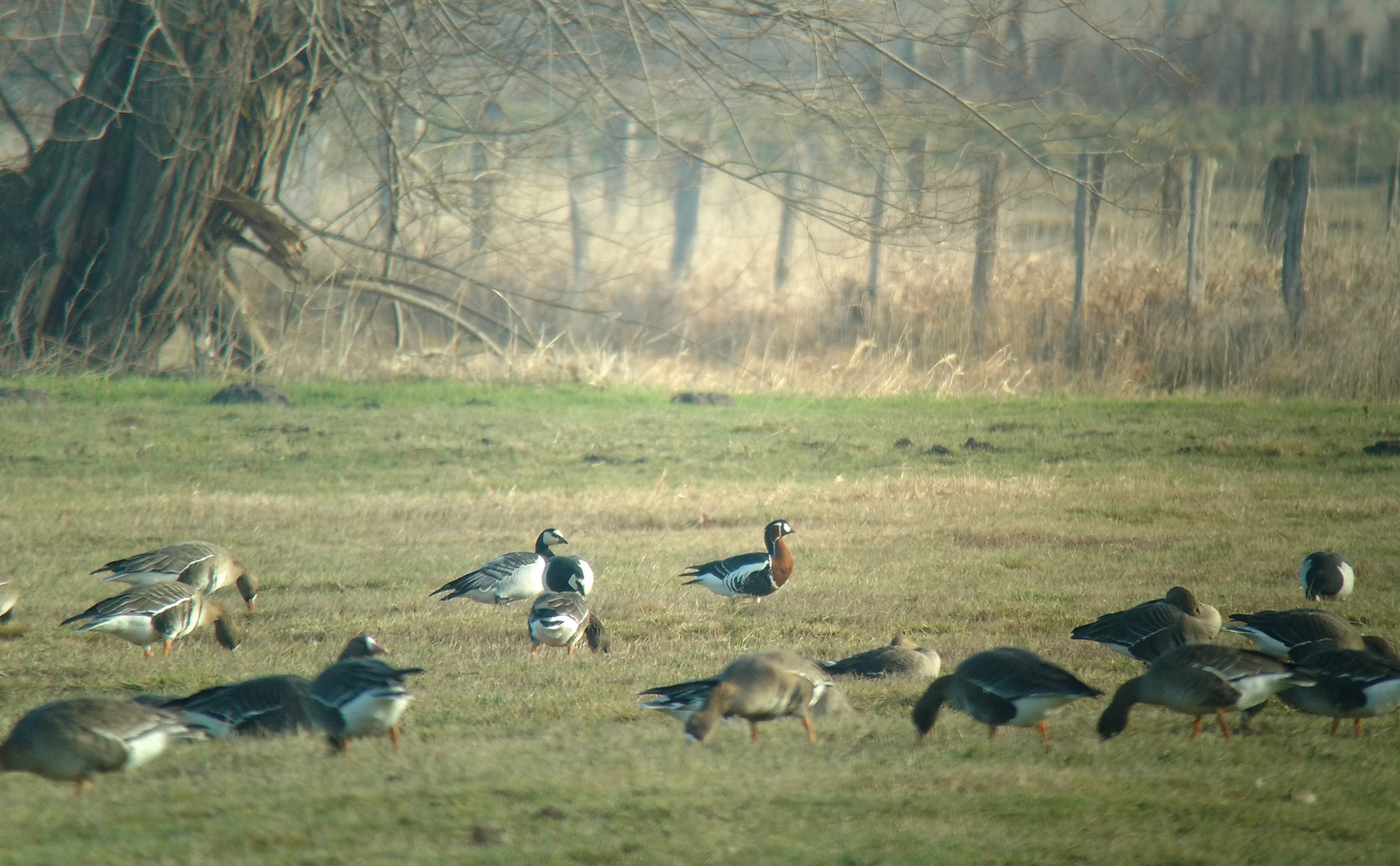 Rothalsgans, Branta ruficollis