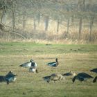 Rothalsgans, Branta ruficollis