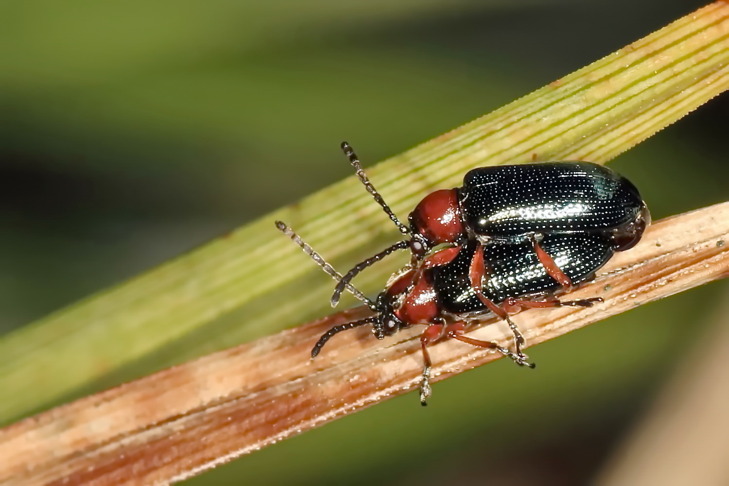 Rothalsige Getreidehähnchen