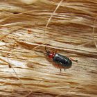 Rothalsige Getreidehähnchen Oulema melanopus