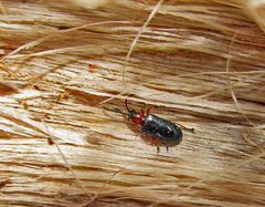 Rothalsige Getreidehähnchen Oulema melanopus