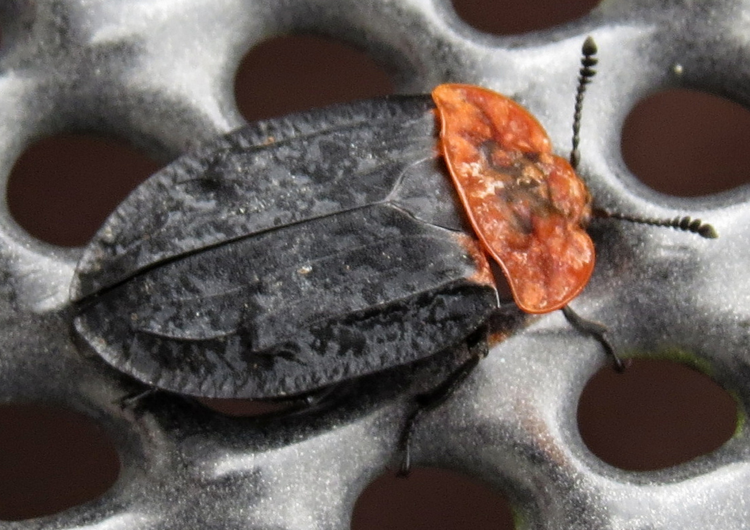 Rothalsige Silpe  (Oiceoptoma thoracium)vielen Dank an  vor dem Harz für die Auskunft