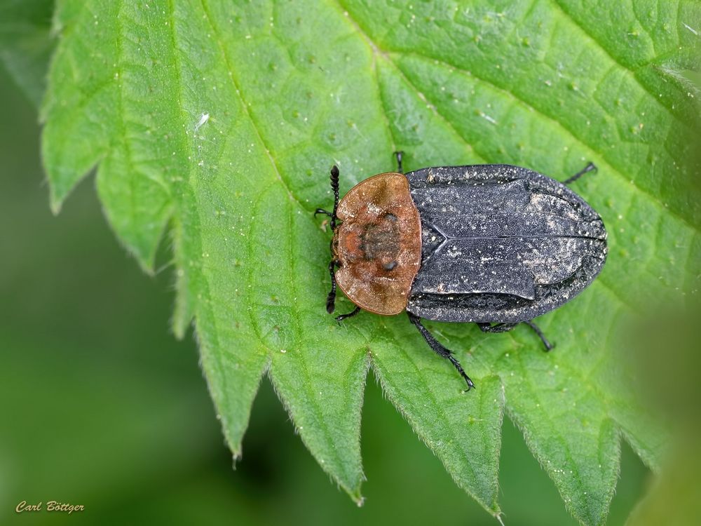 Rothalsige Silphe (Oiceoptoma thoracica) 