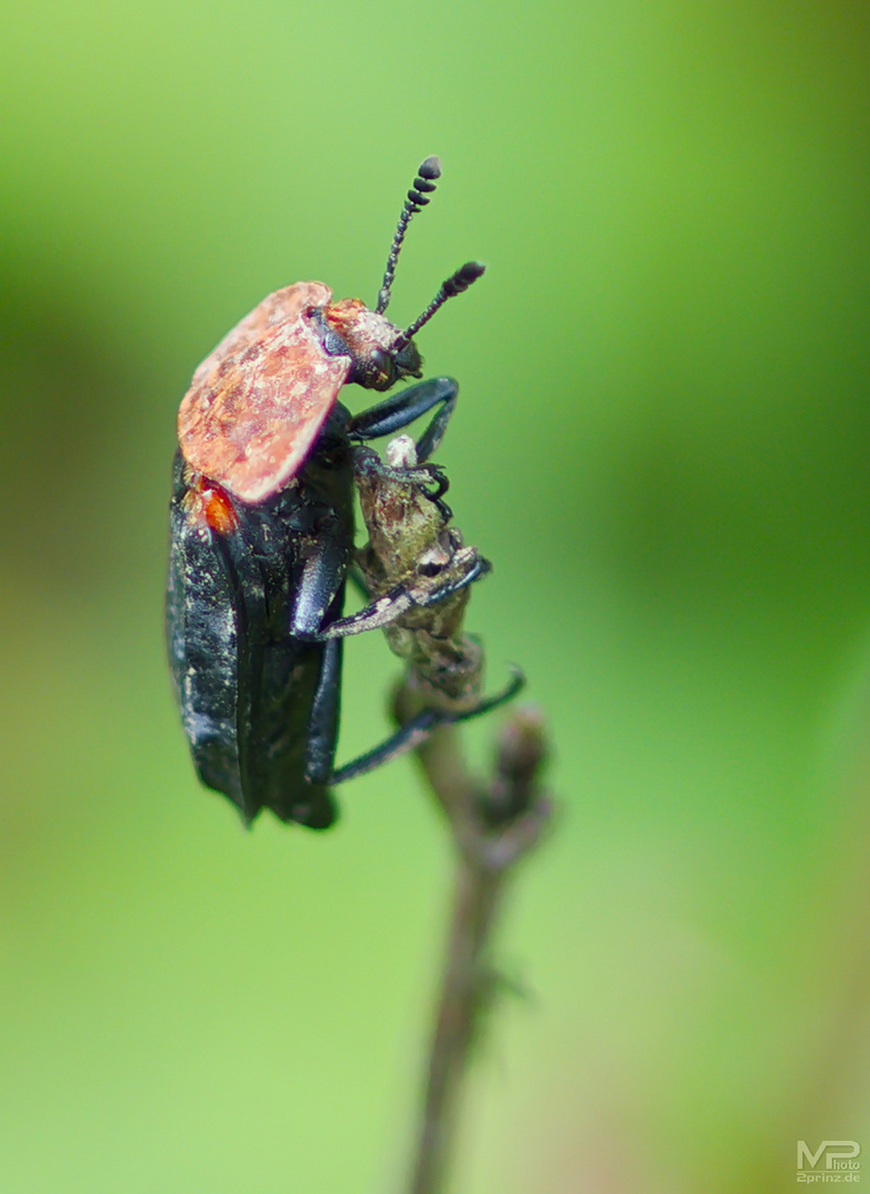 Rothalsige Silphe (Oiceoptoma thoracicum)