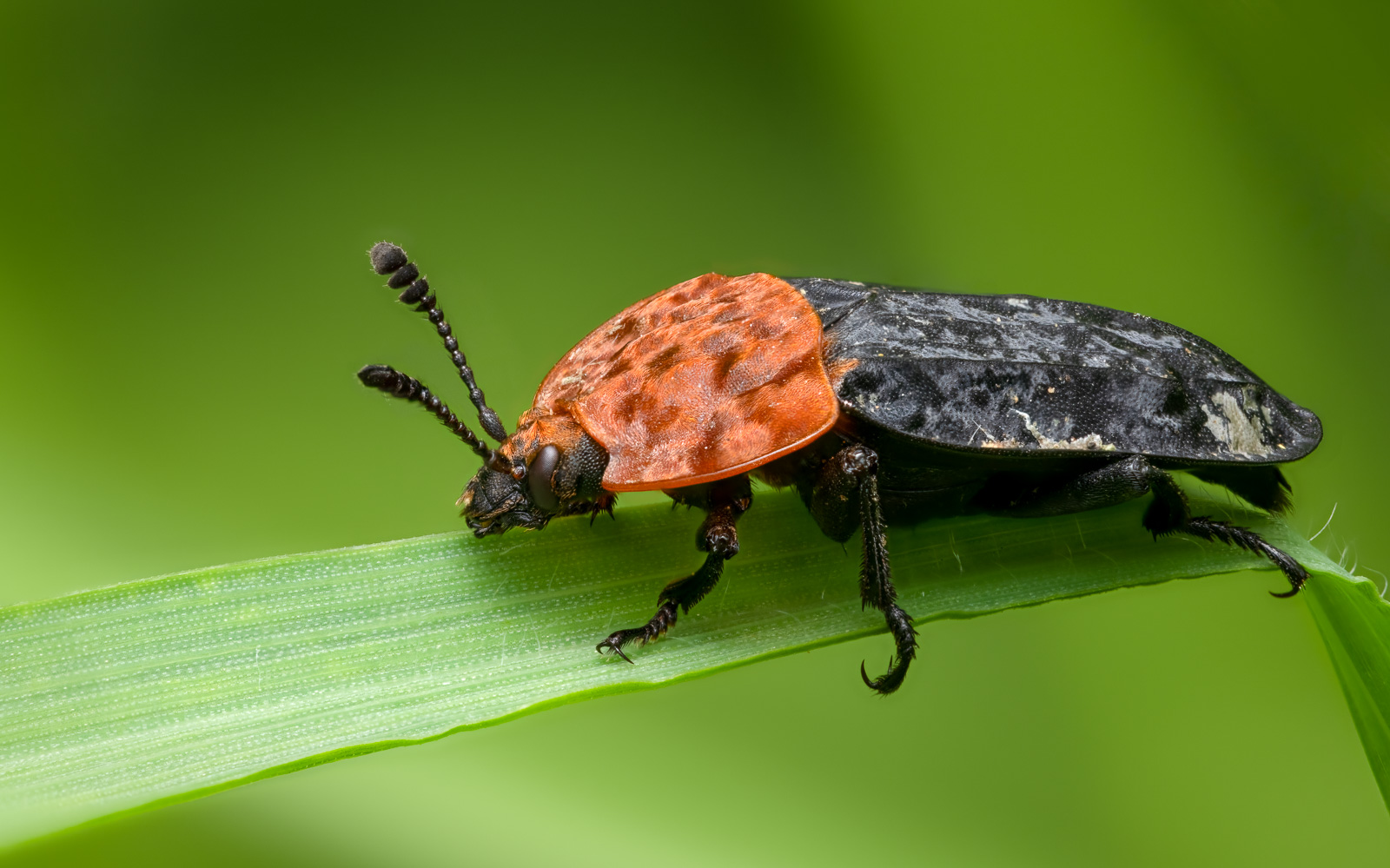 Rothalsige Silphe (Oiceoptoma thoracicum)