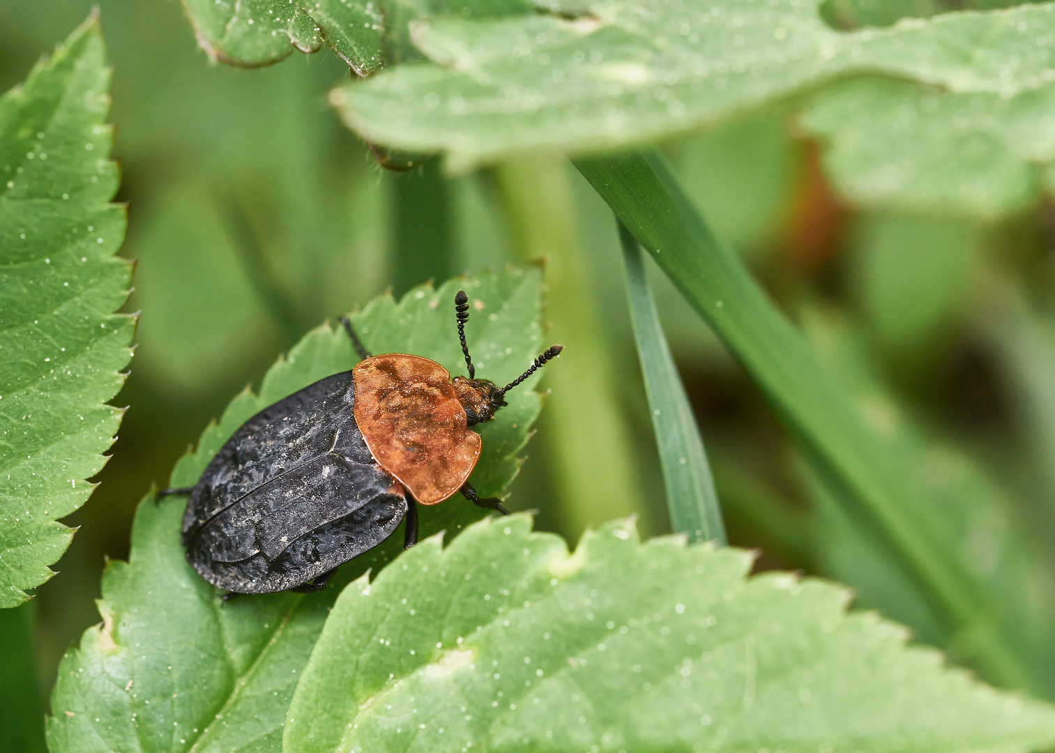 Rothalsige Silphe (Oiceoptoma thoracicum)