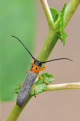 Rothalsiger Weidenbock (Oberea oculata)