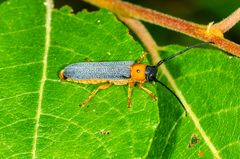 Rothalsiger Weidenbock (Oberea oculata)