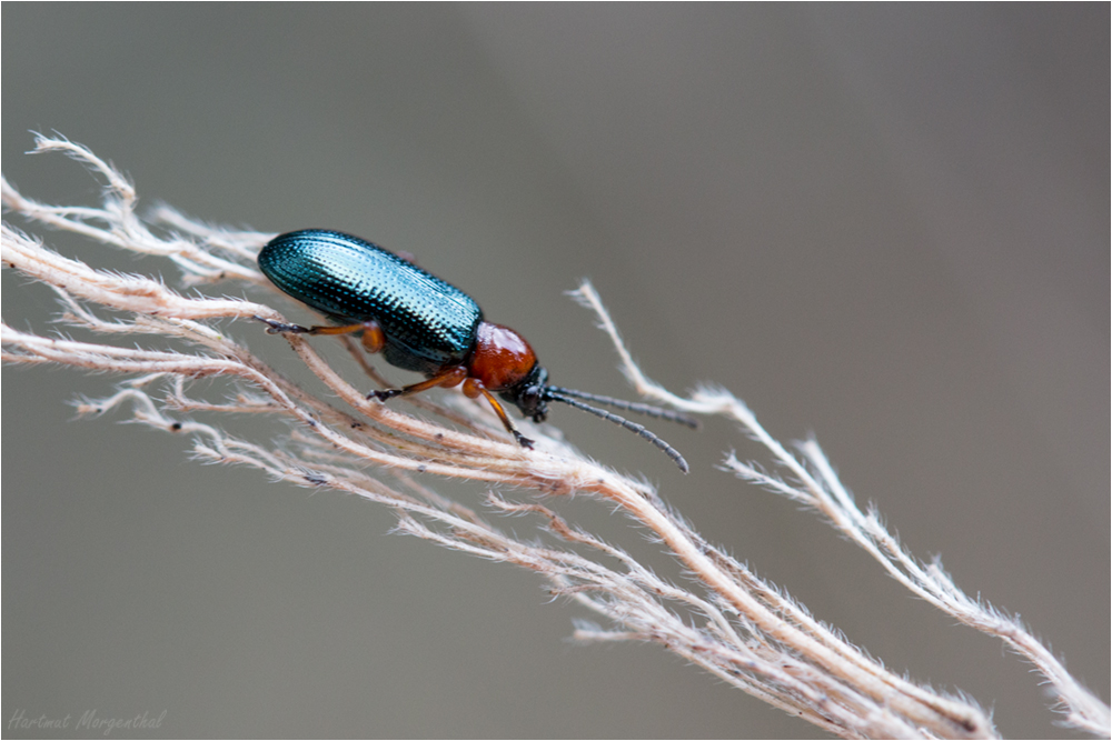 Rothalsiges Getreidehähnchen