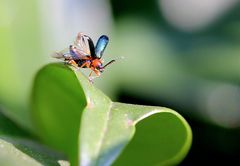 Rothalsiges Getreidehähnchen