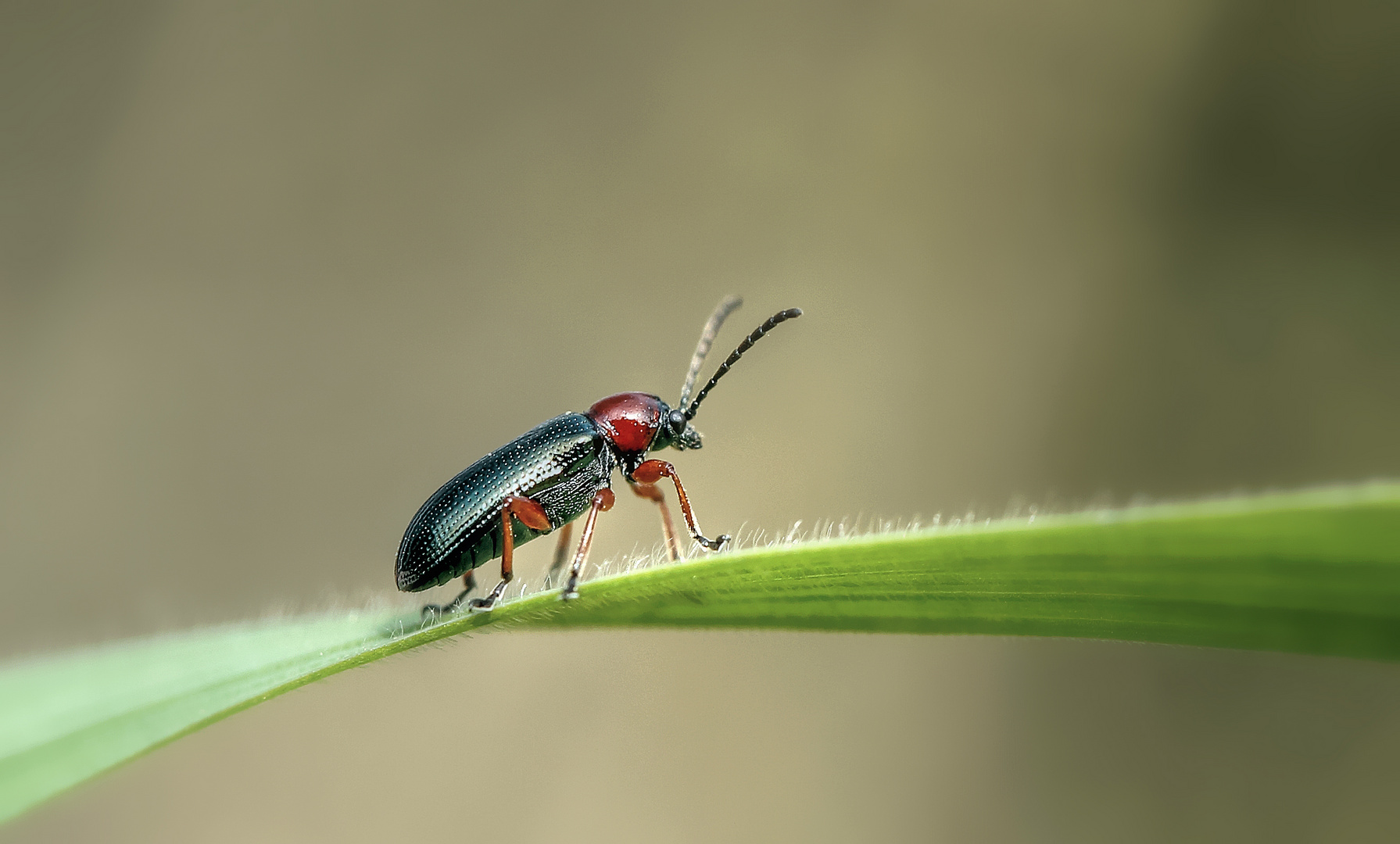 Rothalsiges Getreidehähnchen