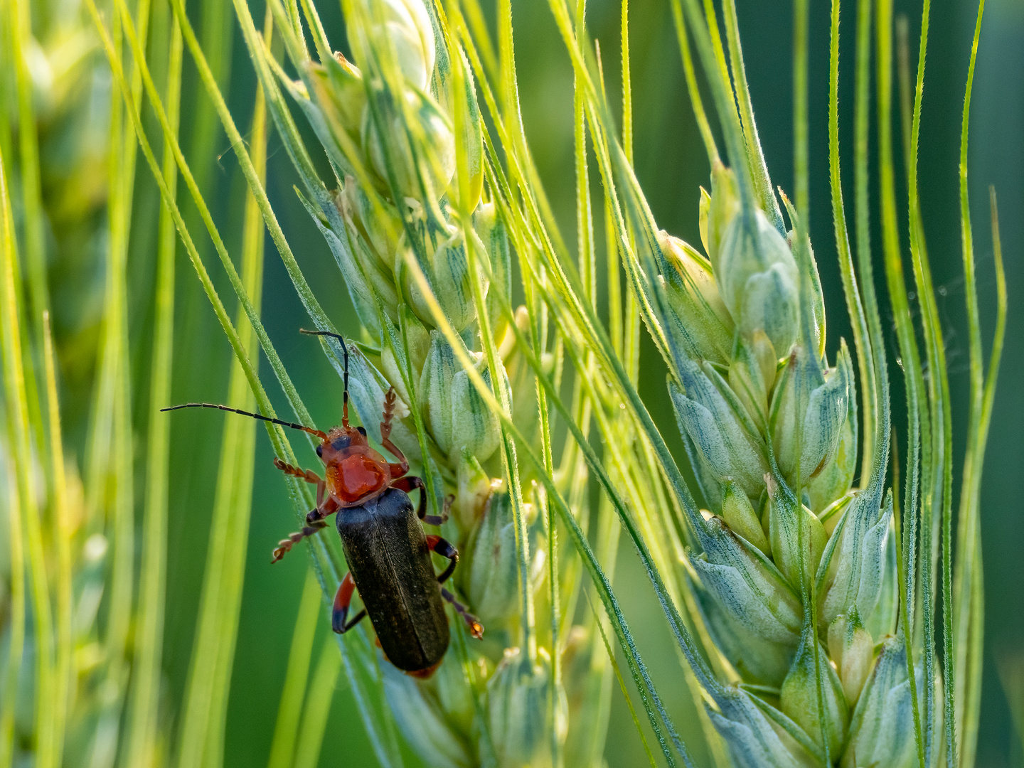 Rothalsiges Getreidehähnchen