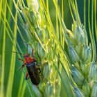 Rothalsiges Getreidehähnchen