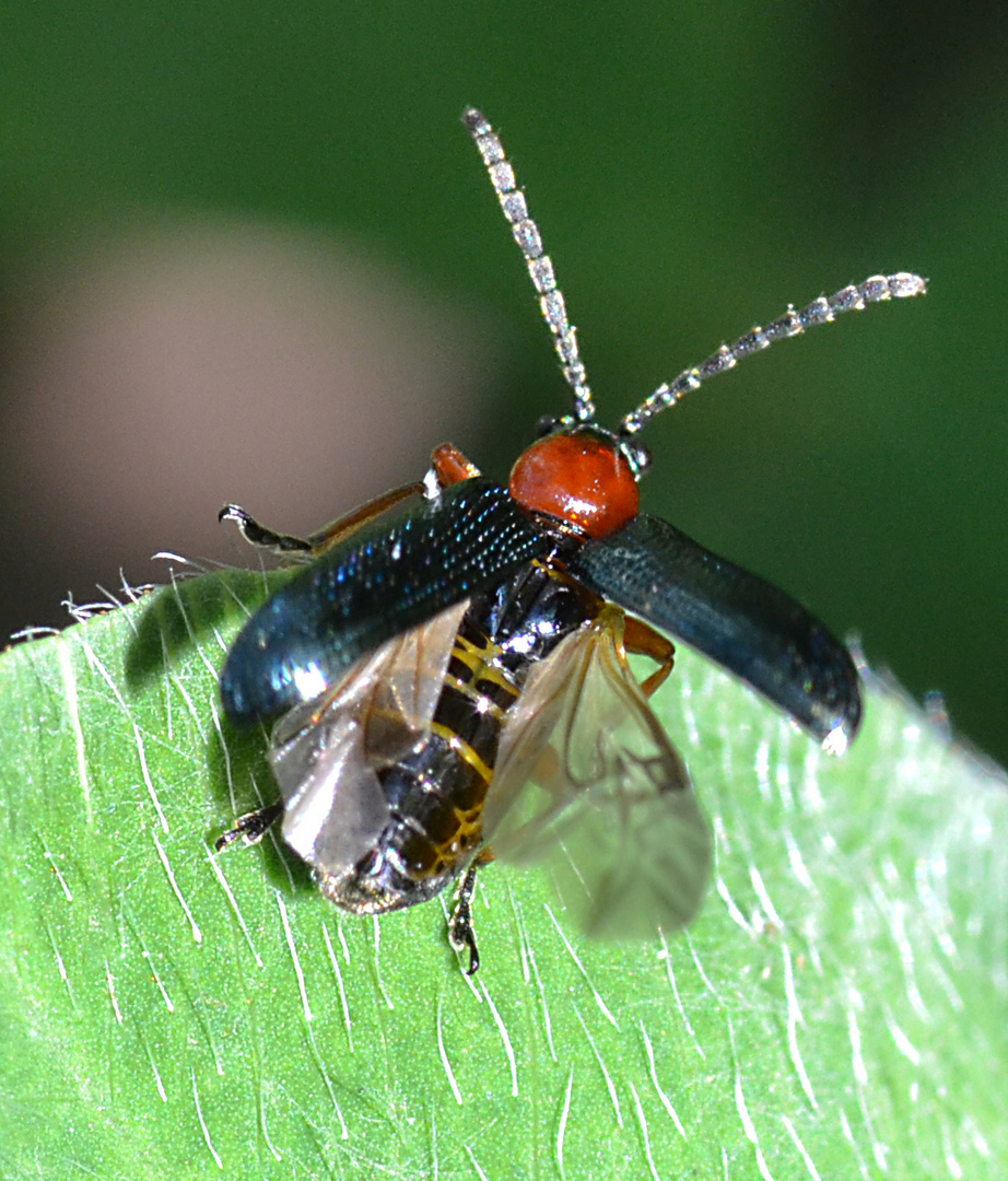 Rothalsiges Getreidehähnchen 