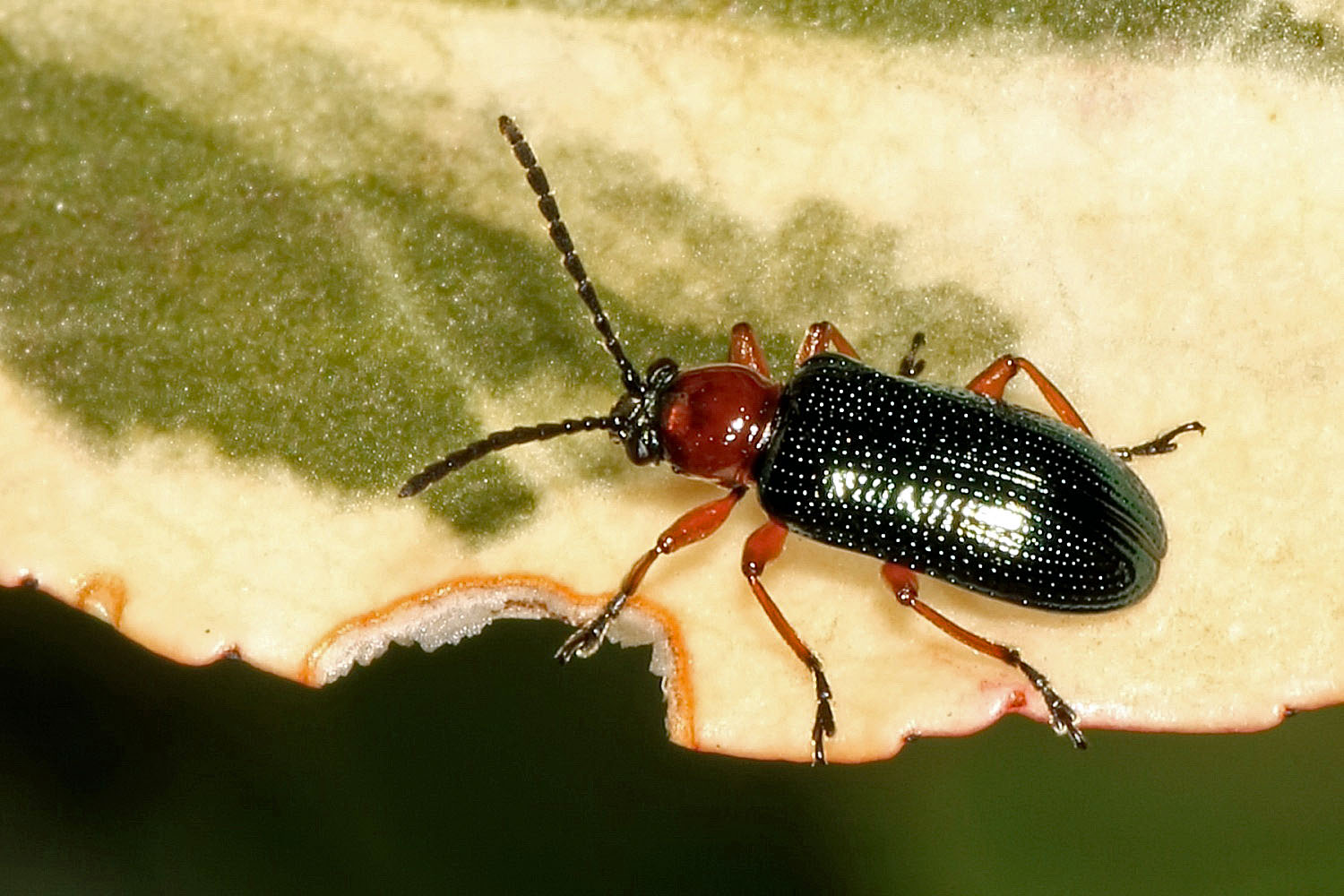 Rothalsiges Getreidehähnchen