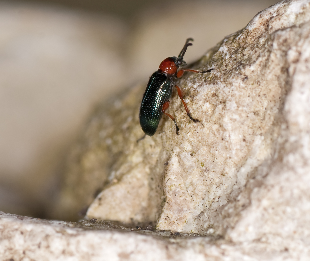 Rothalsiges Getreidehähnchen