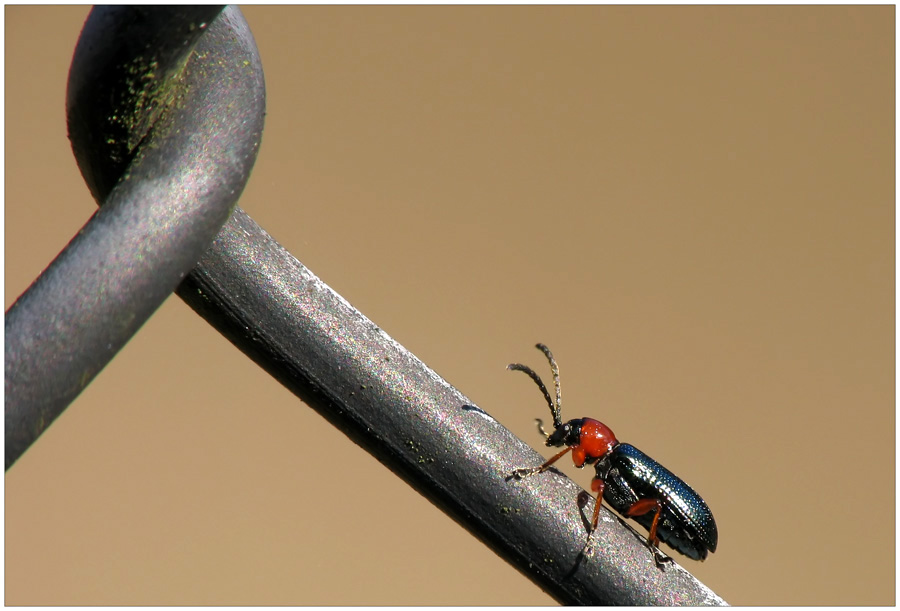 Rothalsiges Getreidehähnchen