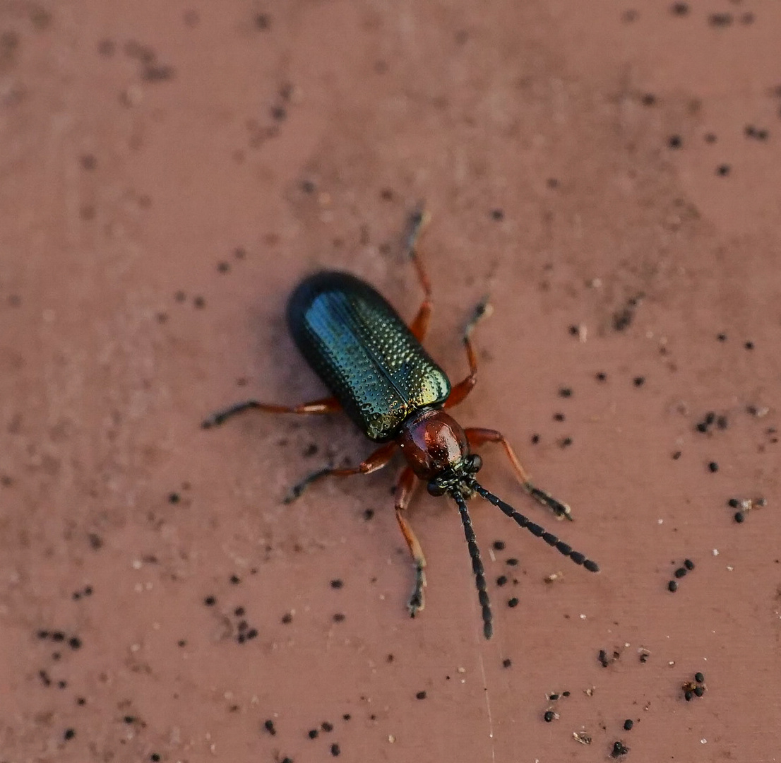 Rothalsiges Getreidehähnchen   Käfer Nr.2 2022