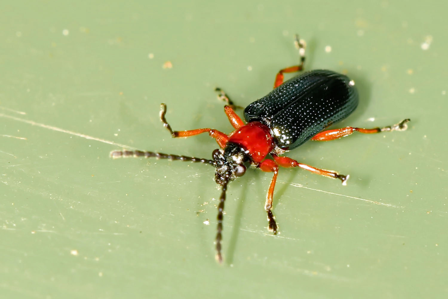 Rothalsiges Getreidehähnchen - Länge etwa 4cm