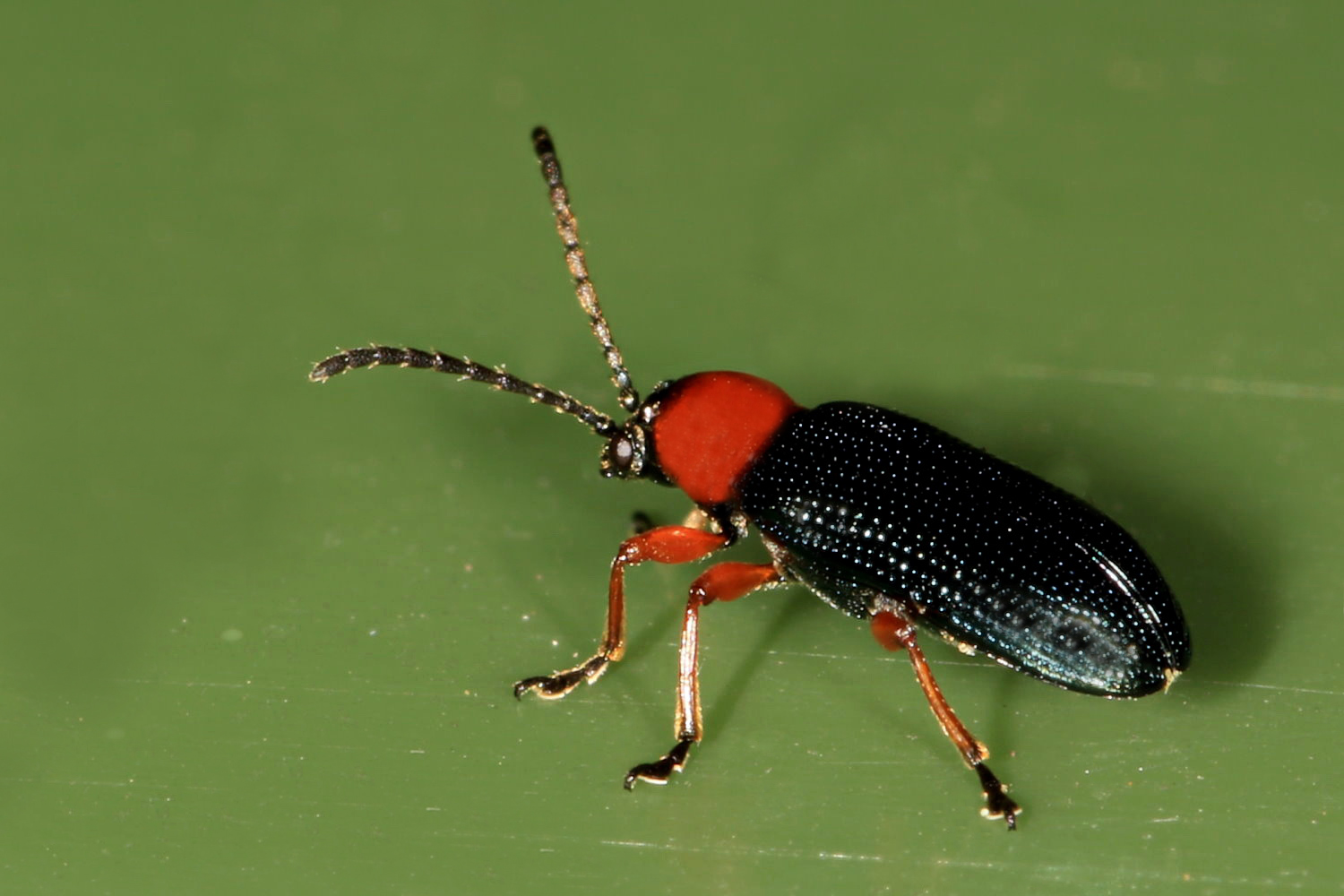 Rothalsiges Getreidehähnchen [Oulema melanapus]