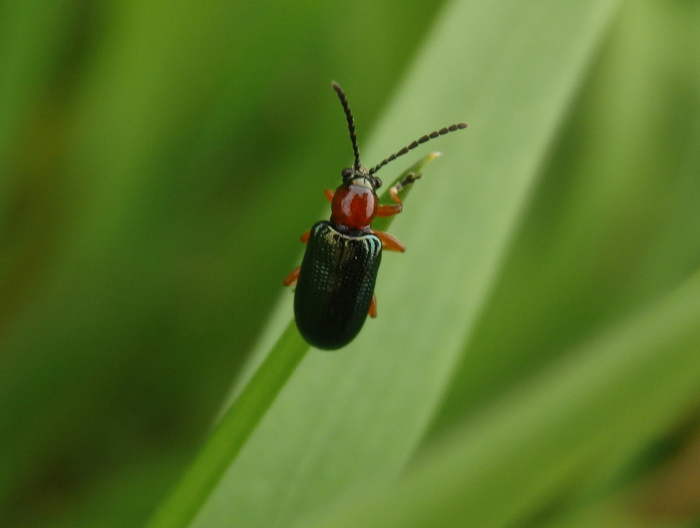 Rothalsiges Getreidehähnchen (Oulema melanopus)