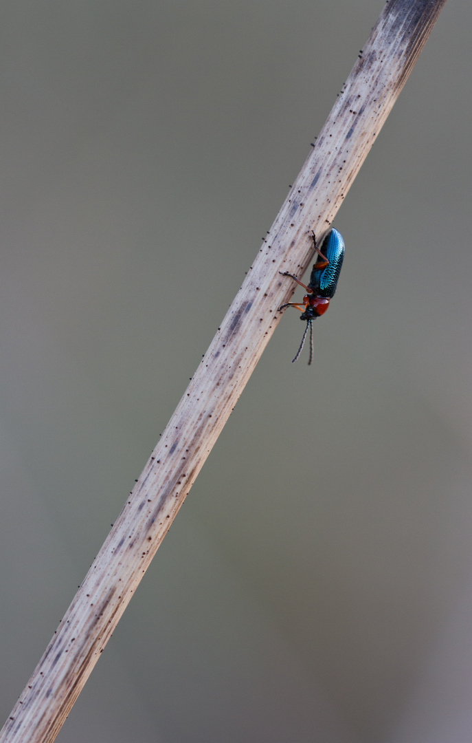 Rothalsiges Getreidehähnchen (Oulema melanopus)