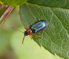 Rothalsiges Getreidehähnchen (Oulema melanopus)