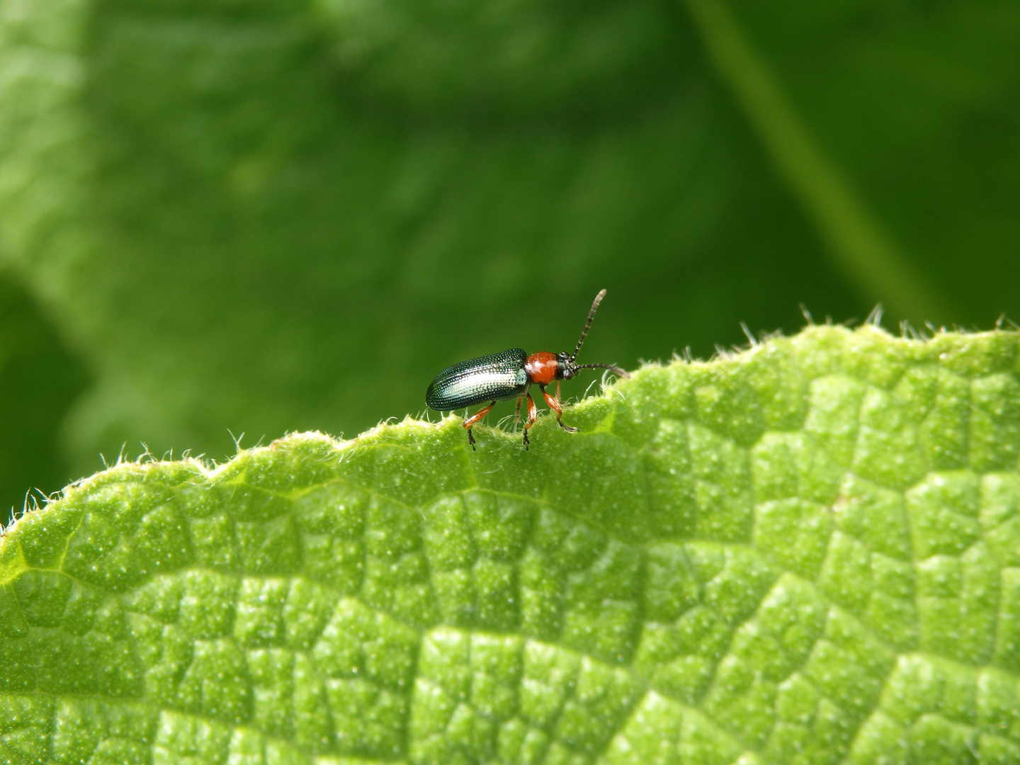 Rothalsiges Getreidehähnchen (Oulema melanopus)