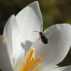 Rothalsiges Grashähnchen (Oulema melanopus) auf Krokus