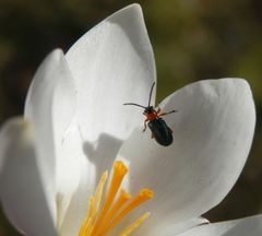 Rothalsiges Grashähnchen (Oulema melanopus) auf Krokus