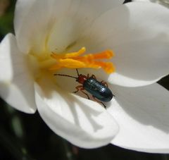 Rothalsiges Grashähnchen (Oulema melanopus) auf Krokus