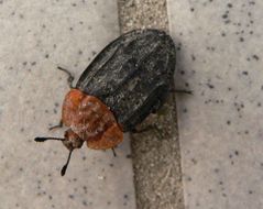 Rothalssilphe zu Gast auf Balkon