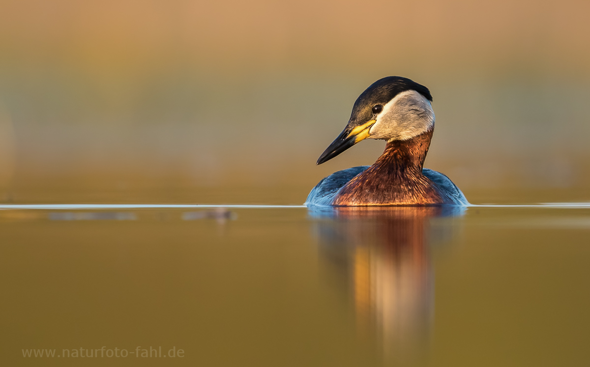 Rothalstaucher am Abend