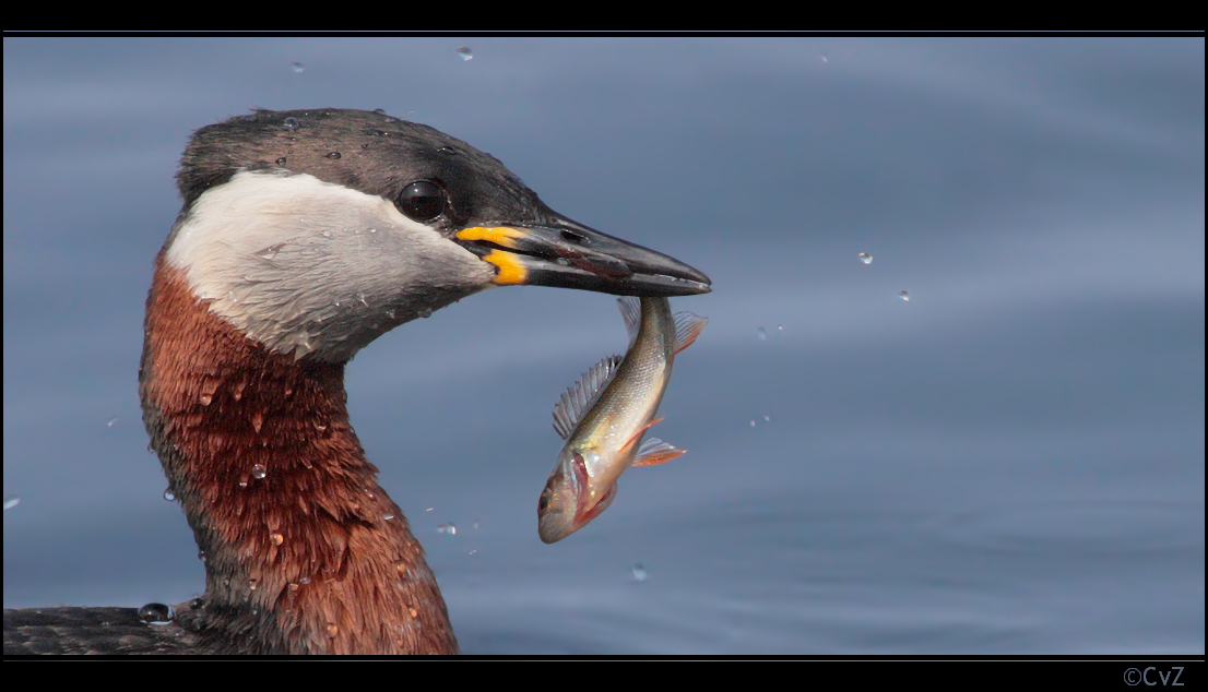 Rothalstaucher mit