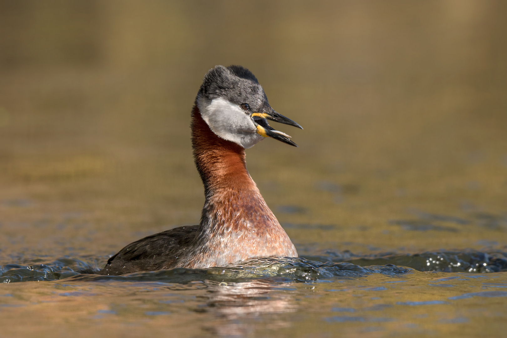 Rothalstaucher (Podiceps grisegena)