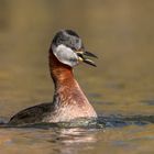 Rothalstaucher (Podiceps grisegena)