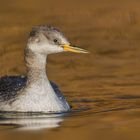 Rothalstaucher (Podiceps grisegena)