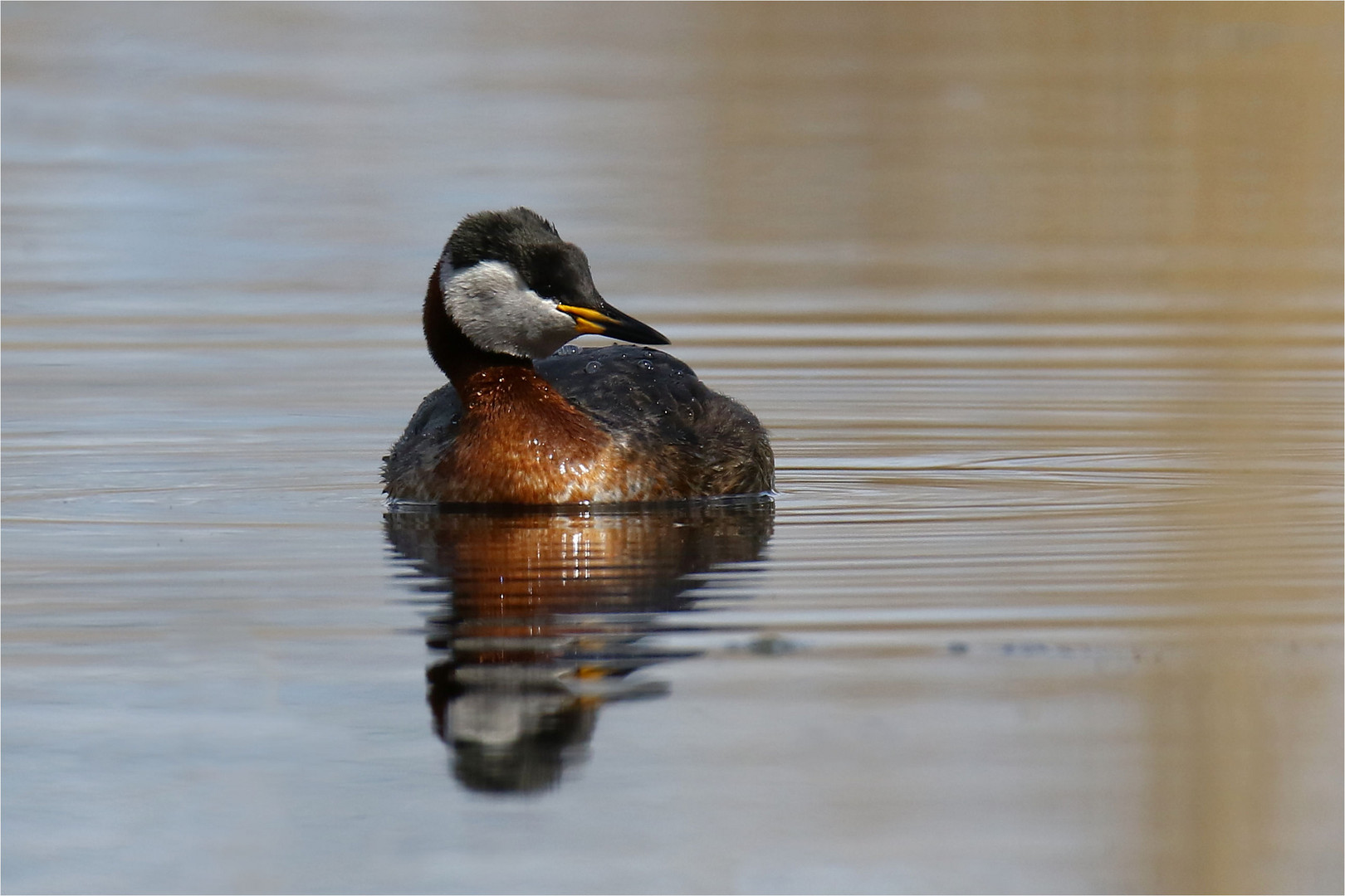 Rothalstaucher - (Podiceps grisegena)