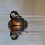 Rothalstaucher - (Podiceps grisegena)