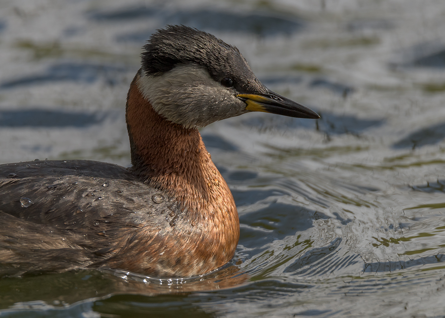 Rothalstaucher (Podiceps grisegena)